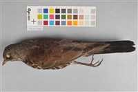 藏品(田鶇)的圖片